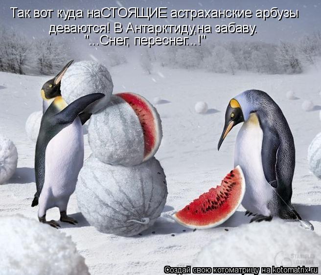 Так вот куда наСТОЯЩИЕ астраханские арбузы деваются! В Антарктиду,на забаву. "...Снег, переснег...!"... Котоматрица: Так вот куда наСТОЯЩИЕ астраханские арбузы деваются! В Антарктиду,на забаву. "...Снег, переснег...!"