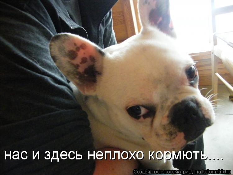 нас и здесь неплохо кормють....... Котоматрица: нас и здесь неплохо кормють....