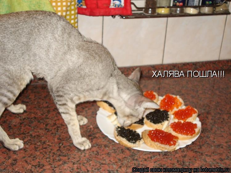 ХАЛЯВА ПОШЛА!!!... Котоматрица: ХАЛЯВА ПОШЛА!!!