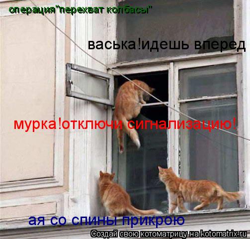 васька!идешь вперед мурка!отключи сигнализацию! ая со спины прикрою операция"перехват колбасы"... Котоматрица: васька!идешь вперед мурка!отключи сигнализацию! ая со спины прикрою операция"перехват колбасы"