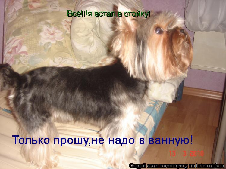 Всё!!!я встал в стойку! Только прошу,не надо в ванную!... Котоматрица: Всё!!!я встал в стойку! Только прошу,не надо в ванную!