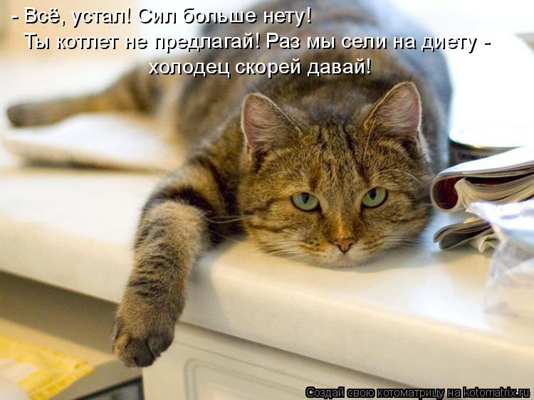 - Всё, устал! Сил больше нету! Ты котлет не предлагай! Раз мы сели на диету - холодец скорей давай!... Котоматрица: - Всё, устал! Сил больше нету! Ты котлет не предлагай! Раз мы сели на диету - холодец скорей давай!