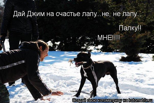 Дай Джим на счастье лапу...не, не лапу... Палку!! МНЕ!!!!... Котоматрица: Дай Джим на счастье лапу...не, не лапу... Палку!! МНЕ!!!!