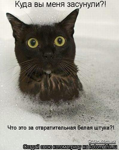 Куда вы меня засунули?! Что это за отвратительная белая штука?!... Котоматрица: Куда вы меня засунули?! Что это за отвратительная белая штука?!