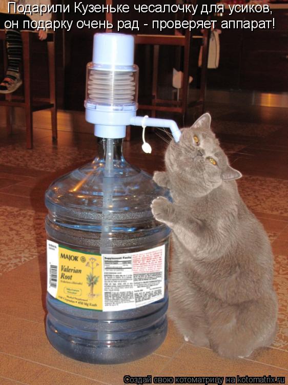 Подарили Кузеньке чесалочку для усиков, он подарку очень рад - проверяет аппарат!... Котоматрица: Подарили Кузеньке чесалочку для усиков, он подарку очень рад - проверяет аппарат!