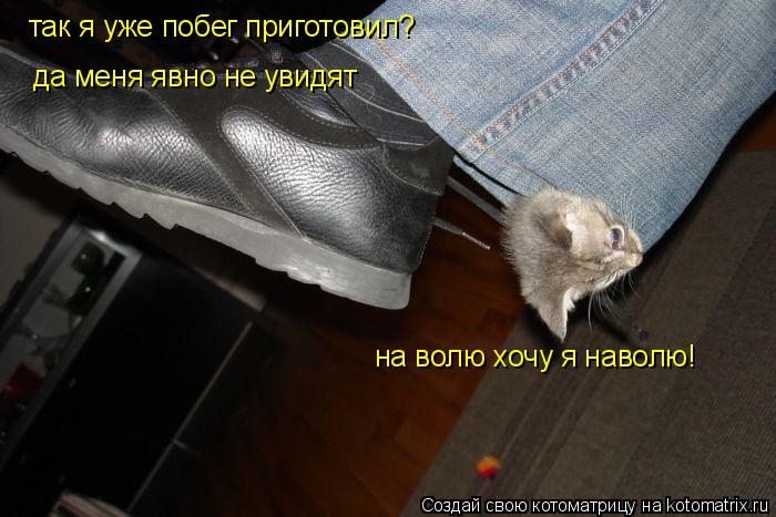 так я уже побег приготовил? да меня явно не увидят на волю хочу я наволю!... Котоматрица: так я уже побег приготовил? да меня явно не увидят на волю хочу я наволю!