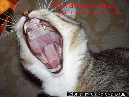ААА атпусти яйца больше не буду срать в тапки... Котоматрица: ААА атпусти яйца больше не буду срать в тапки