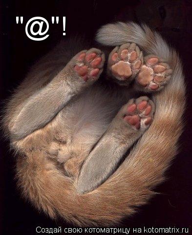 "@"!... Котоматрица: "@"!
