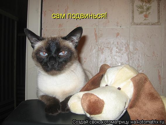 сам подвинься!... Котоматрица: сам подвинься!