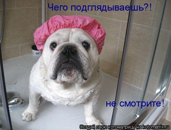 Чего подглядываешь?! не смотрите!... Котоматрица: Чего подглядываешь?! не смотрите!