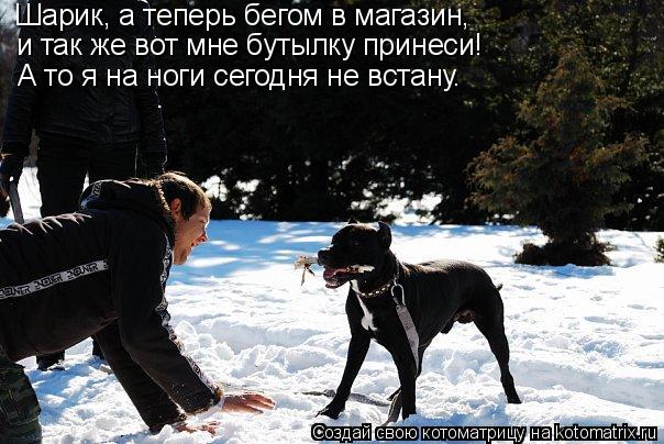 Шарик, а теперь бегом в магазин, и так же вот мне бутылку принеси! А то я на ноги сегодня не встану.... Котоматрица: Шарик, а теперь бегом в магазин, и так же вот мне бутылку принеси! А то я на ноги сегодня не встану.