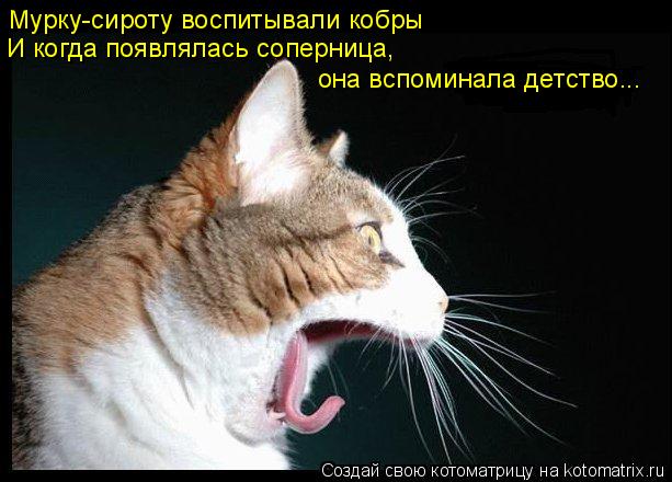 Мурку-сироту воспитывали кобры И когда появлялась соперница, она вспоминала детство...... Котоматрица: Мурку-сироту воспитывали кобры И когда появлялась соперница, она вспоминала детство...