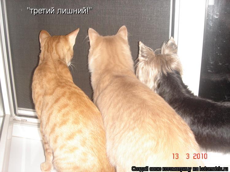 "третий лишний!"... Котоматрица: "третий лишний!"