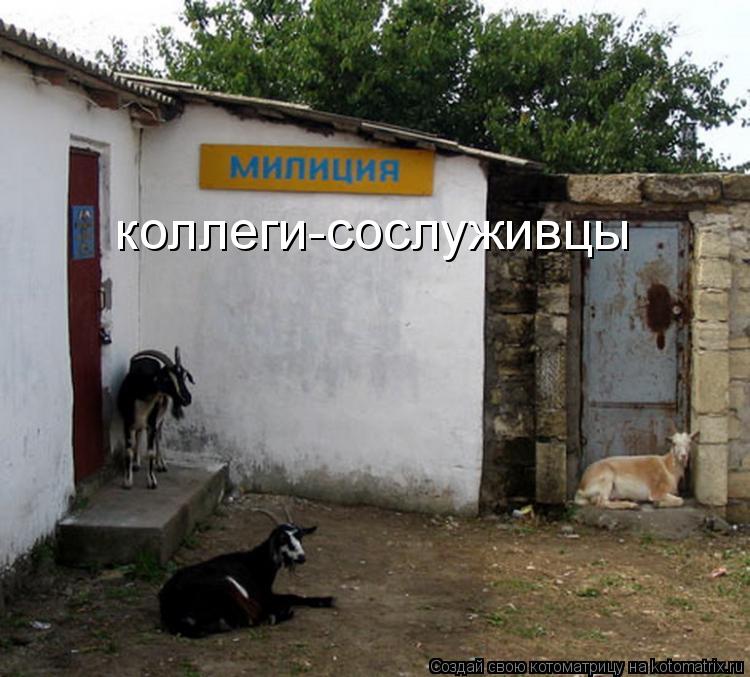 коллеги-сослуживцы... Котоматрица: коллеги-сослуживцы