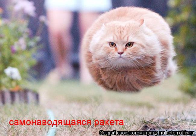 самонаводящаяся ракета... Котоматрица: самонаводящаяся ракета