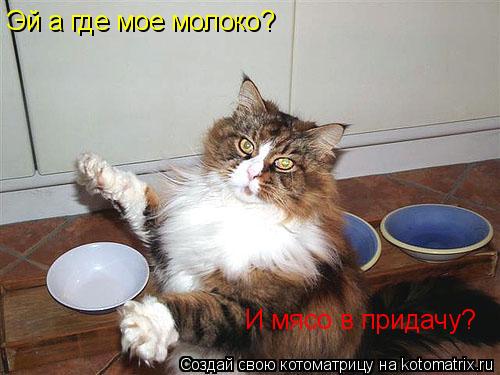 Эй а где мое молоко? И мясо в придачу?... Котоматрица: Эй а где мое молоко? И мясо в придачу?