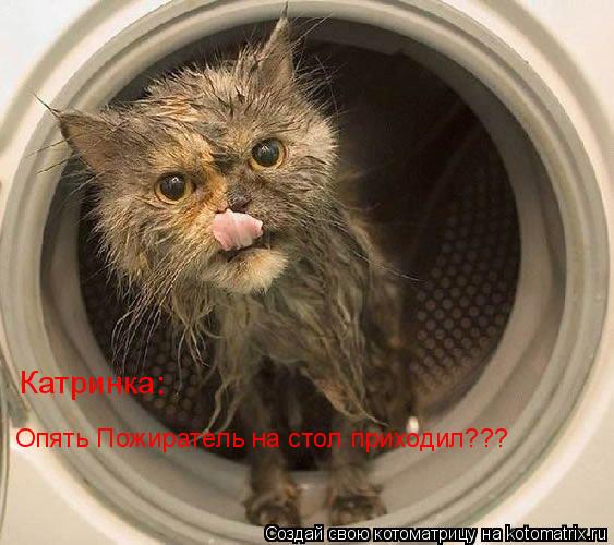 Катринка: Опять Пожиратель на стол приходил???... Котоматрица: Катринка: Опять Пожиратель на стол приходил???