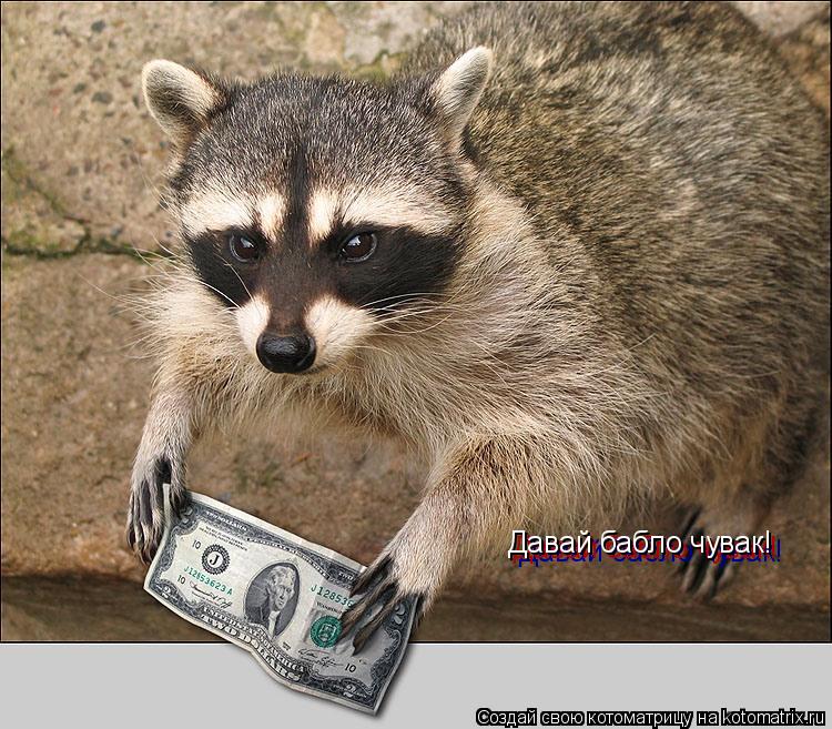 Давай бабло чувак! Давай бабло чувак! Давай бабло чувак!... Котоматрица: Давай бабло чувак! Давай бабло чувак! Давай бабло чувак!