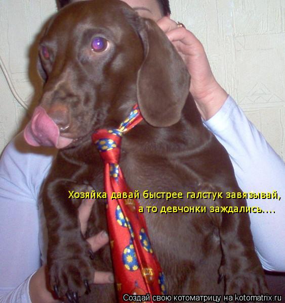 Хозяйка давай быстрее галстук завязывай, а то девчонки заждались… Хозяйка давай быстрее галстук завяз... Котоматрица: Хозяйка давай быстрее галстук завязывай, а то девчонки заждались… Хозяйка давай быстрее галстук завязывай, а то девчонки заждались....