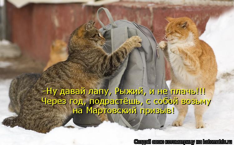 Котоматрица: -Ну давай лапу, Рыжий, и не плачь!!! Через год, подрастёшь, с собой возьму  на Мартовский призыв!