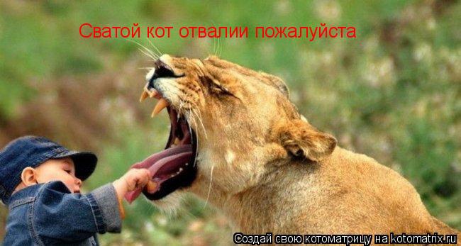 Сватой кот отвалии пожалуйста... Котоматрица: Сватой кот отвалии пожалуйста