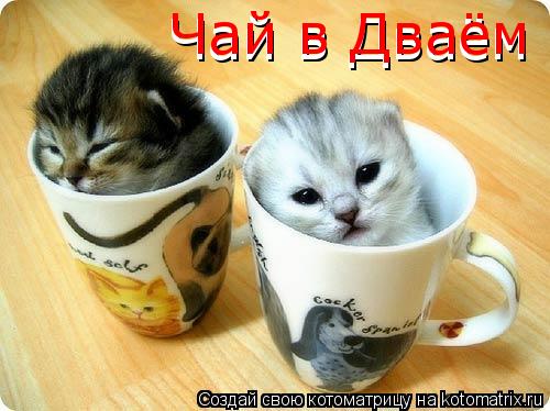 Котоматрица: Чай в Дваём  Чай в Дваём
