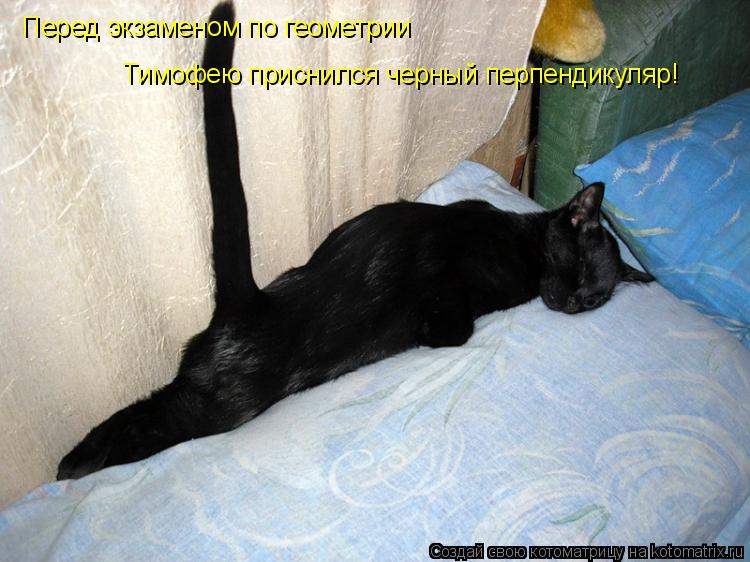 Котоматрица: Перед экзаменом по геометрии Тимофею приснился черный перпендикуляр!