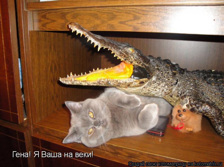 Гена! Я Ваша на веки!... Котоматрица: Гена! Я Ваша на веки!