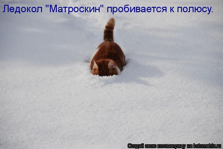 Ледокол "Матроскин" пробивается к полюсу.... Котоматрица: Ледокол "Матроскин" пробивается к полюсу.