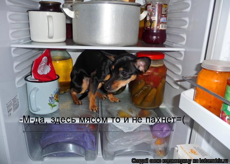 -М-да, здесь мясом то и не пахнет=(... Котоматрица: -М-да, здесь мясом то и не пахнет=(