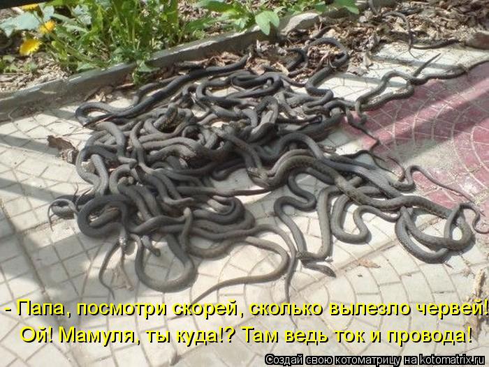 - Папа, посмотри скорей, сколько вылезло червей! Ой! Мамуля, ты куда!? Там ведь ток и провода!... Котоматрица: - Папа, посмотри скорей, сколько вылезло червей! Ой! Мамуля, ты куда!? Там ведь ток и провода!