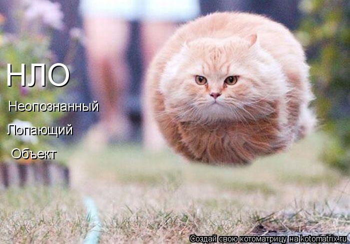 НЛО Неопознанный Лопающий Объект... Котоматрица: НЛО Неопознанный Лопающий Объект