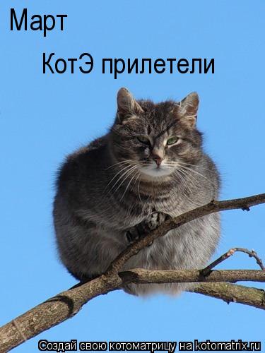 Март КотЭ прилетели... Котоматрица: Март КотЭ прилетели