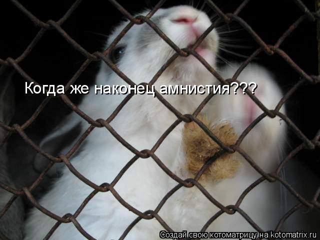 Когда же наконец амнистия???... Котоматрица: Когда же наконец амнистия???