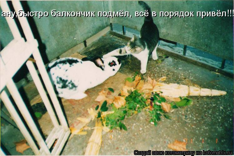 ану,быстро балкончик подмёл, всё в порядок привёл!!!... Котоматрица: ану,быстро балкончик подмёл, всё в порядок привёл!!!