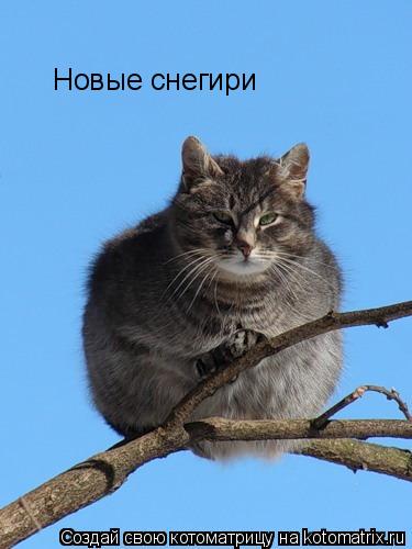Новые снегири... Котоматрица: Новые снегири