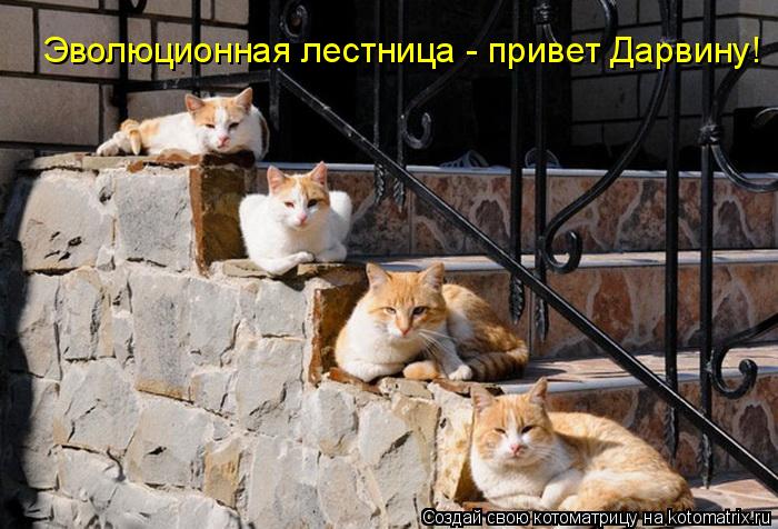 Эволюционная лестница - привет Дарвину!... Котоматрица: Эволюционная лестница - привет Дарвину!