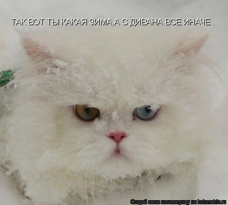 ТАК ВОТ ТЫ КАКАЯ ЗИМА,А С ДИВАНА ВСЕ ИНАЧЕ .... Котоматрица: ТАК ВОТ ТЫ КАКАЯ ЗИМА,А С ДИВАНА ВСЕ ИНАЧЕ .