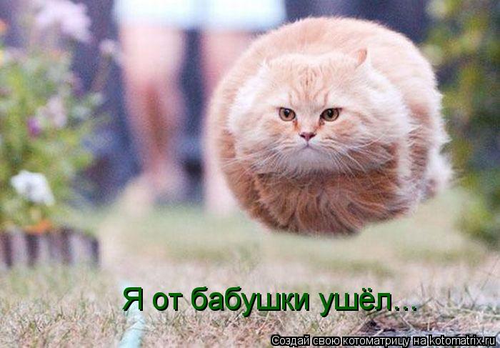 Я от бабушки ушёл...... Котоматрица: Я от бабушки ушёл...
