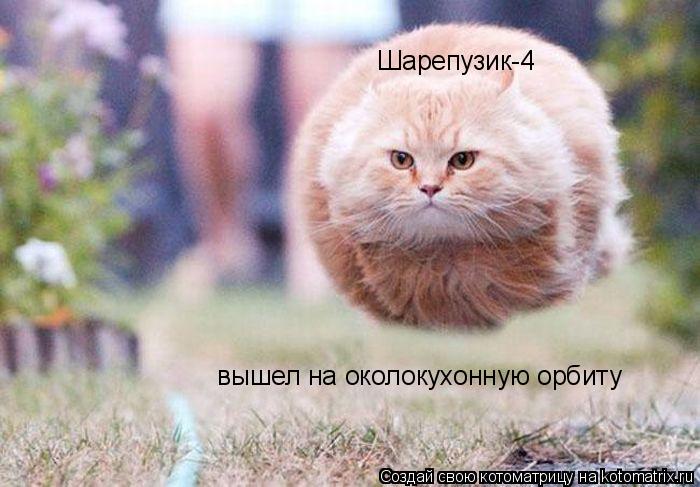Шарепузик-4 вышел на околокухонную орбиту... Котоматрица: Шарепузик-4 вышел на околокухонную орбиту