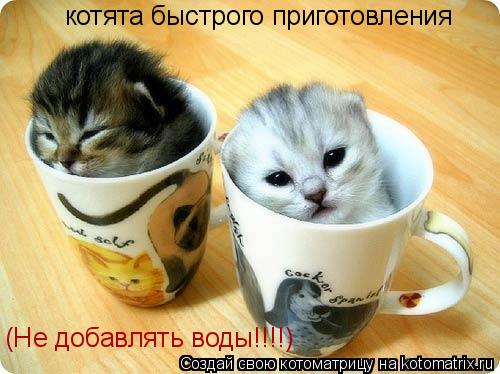 котята быстрого приготовления (Не добавлять воды!!!!)... Котоматрица: котята быстрого приготовления (Не добавлять воды!!!!)