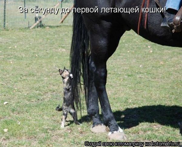 За секунду до первой летающей кошки!... Котоматрица: За секунду до первой летающей кошки!