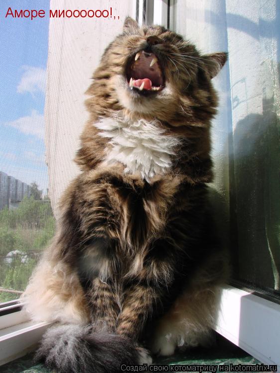 Аморе миоооооо!,,... Котоматрица: Аморе миоооооо!,,