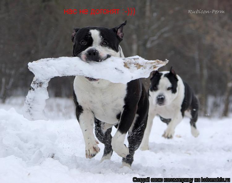 нас не догонят :-)))... Котоматрица: нас не догонят :-)))