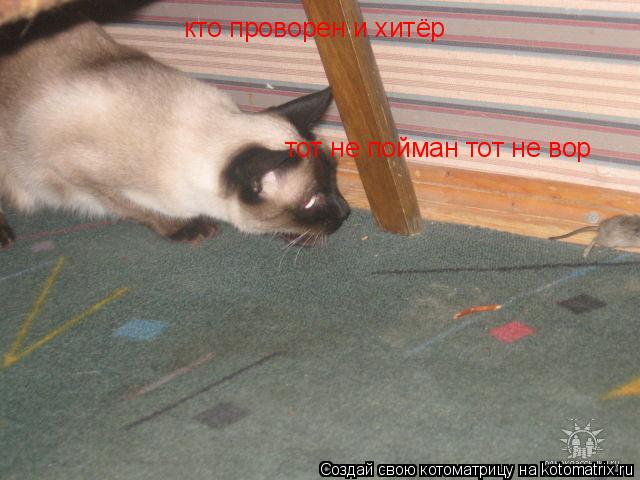 кто проворен и хитёр тот не пойман тот не вор... Котоматрица: кто проворен и хитёр тот не пойман тот не вор