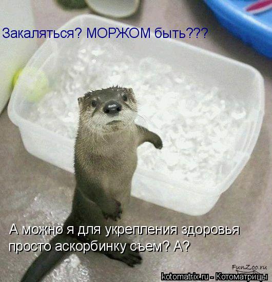 Закаляться? МОРЖОМ быть??? А можно я для укрепления здоровья просто аскорбинку съем? А?... Котоматрица: Закаляться? МОРЖОМ быть??? А можно я для укрепления здоровья просто аскорбинку съем? А?