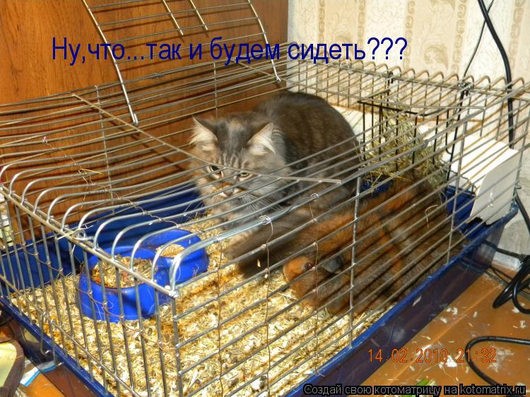 Ну,что...так и будем сидеть???... Котоматрица: Ну,что...так и будем сидеть???