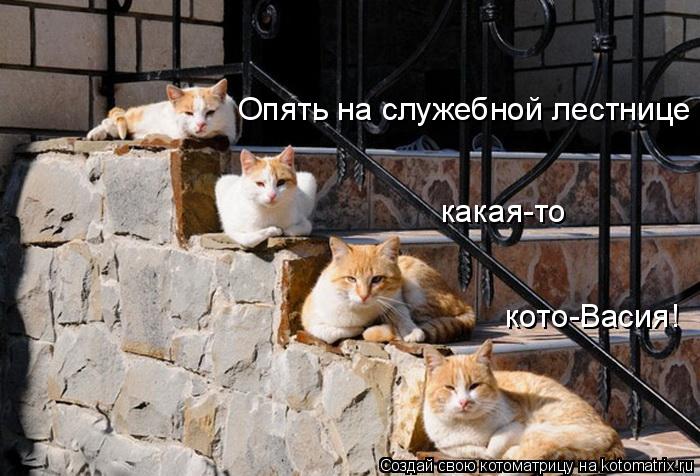 Котоматрица: Опять на служебной лестнице  какая-то  кото-Васия!