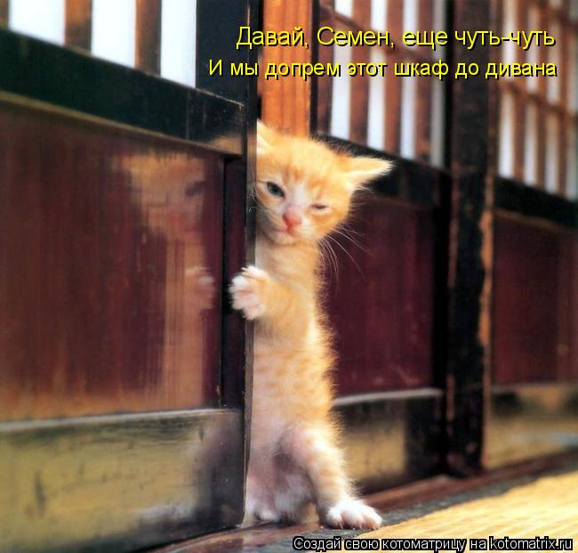 Котоматрица: Давай, Семен, еще чуть-чуть И мы допрем этот шкаф до дивана