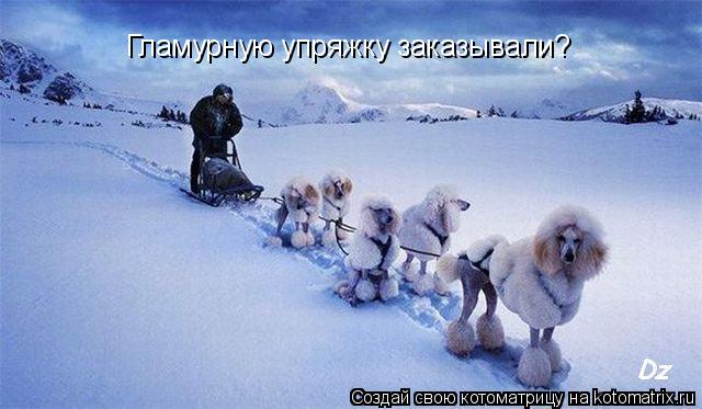 Котоматрица: Гламурную упряжку заказывали?